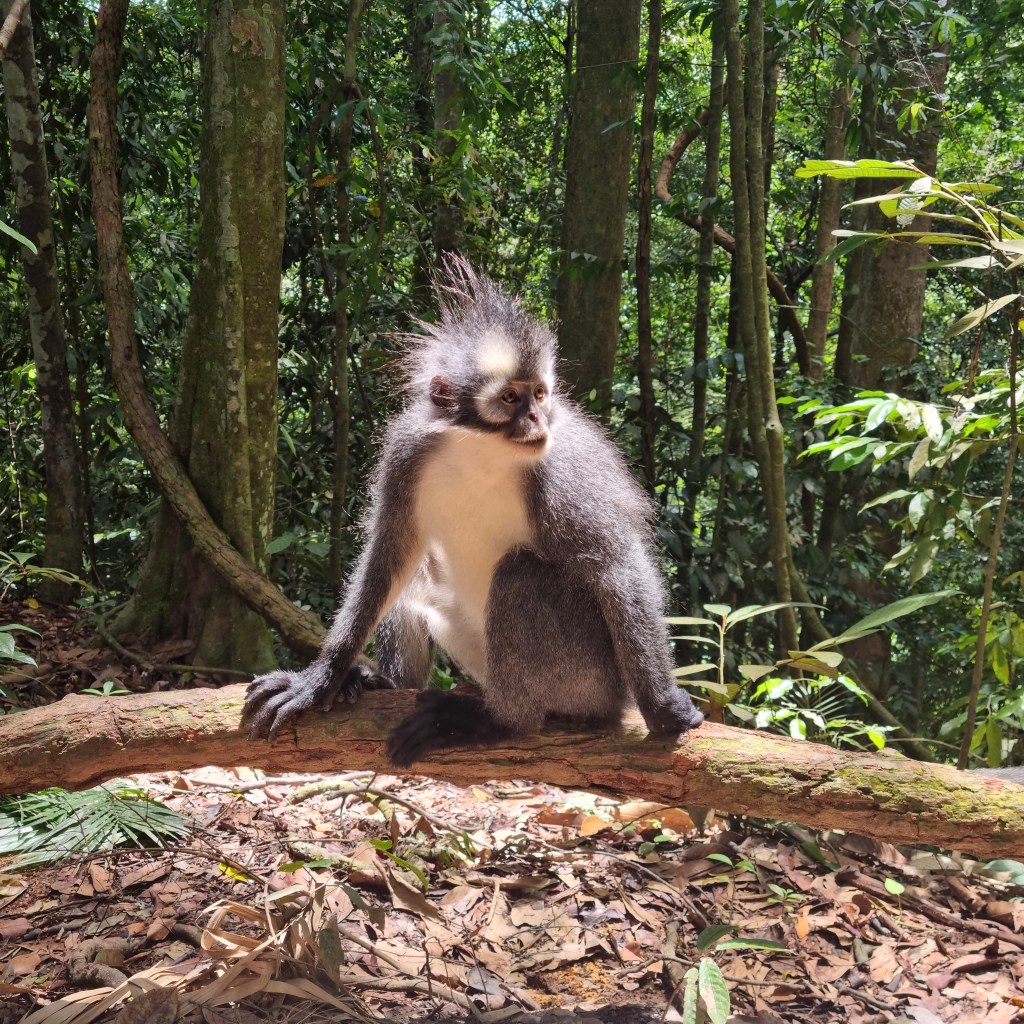 Must do in Bukit Lawang: jungle trekking in het Gunung Leuser national&nbsp;park